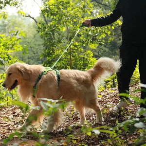 Leashes, Harnesses & Collars