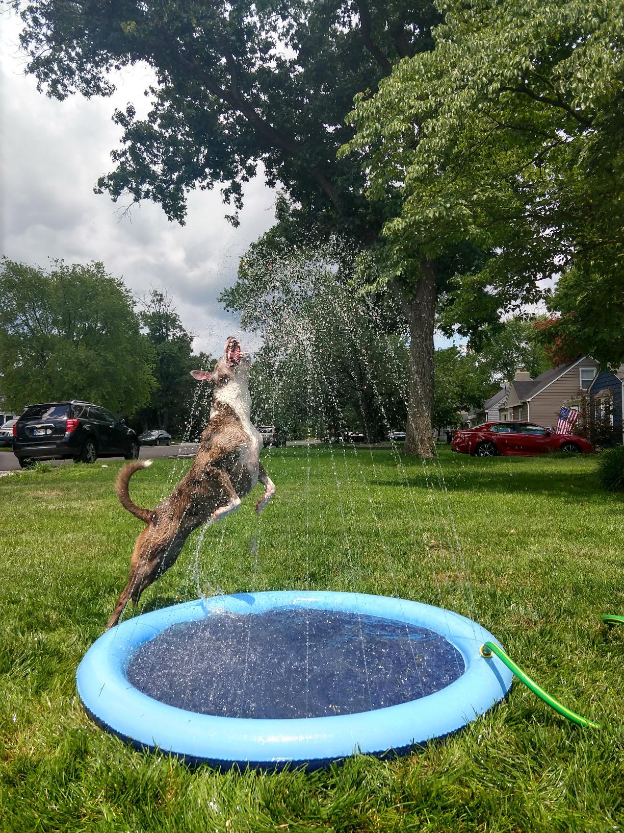 Fauven™ Dog Sprinkler Splash Pad